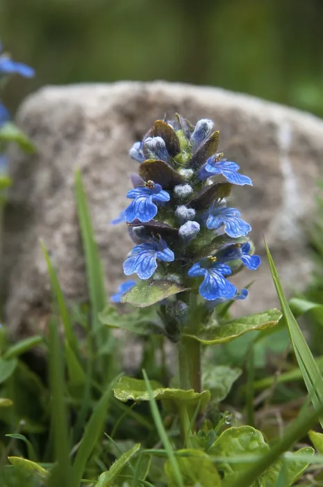 Gerahmter Druck : Ajuga reptans, kriechende Blaulicht. Gerahmter Druck : Ajuga reptans, kriechende Blaulicht.