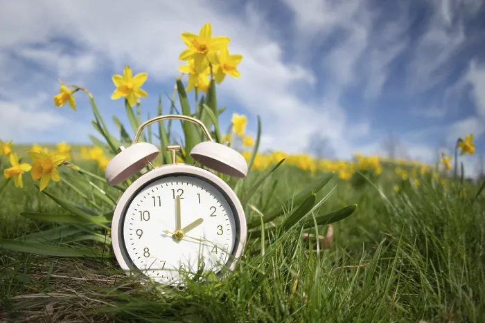 Gerahmter Druck : Wecker mit Narzissenblumen. Gerahmter Druck : Wecker mit Narzissenblumen.