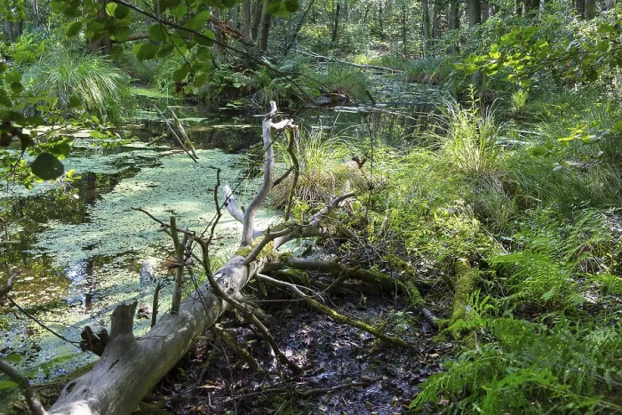 Gerahmter Druck : Eichenwald im Tal der Briese. Gerahmter Druck : Eichenwald im Tal der Briese.