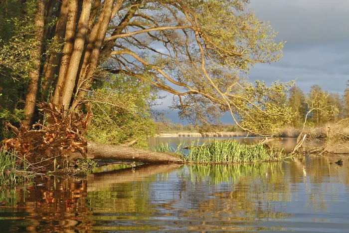 Gerahmter Druck : Alte Eichen im Frühling am Abend an der Peene. Gerahmter Druck : Alte Eichen im Frühling am Abend an der Peene.