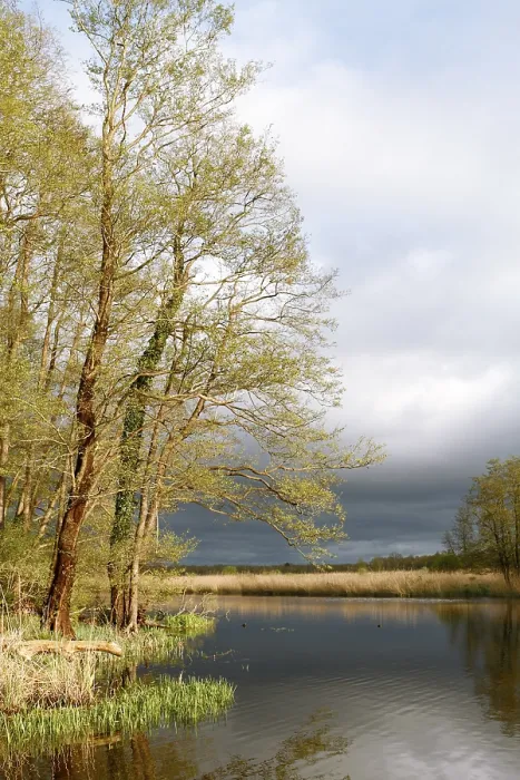 Gerahmter Druck : Vögel im Frühling am Abend an der Peene.