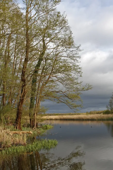 Gerahmter Druck : Vögel im Frühling am Abend an der Peene. Gerahmter Druck : Vögel im Frühling am Abend an der Peene.