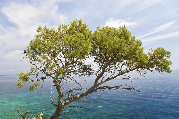 Gerahmter Druck : Aleppopinz (Pinus halepensis) Gerahmter Druck : Aleppopinz (Pinus halepensis)