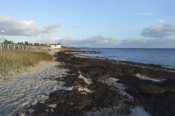 Gerahmter Druck : Algen am Strand Gerahmter Druck : Algen am Strand