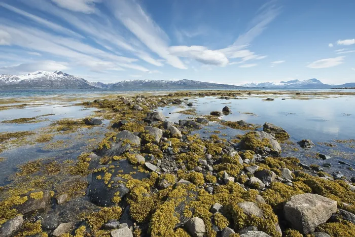 Gerahmter Druck : Algenüberzogene Steine im See, Lodingen, Norwegen. Gerahmter Druck : Algenüberzogene Steine im See, Lodingen, Norwegen.
