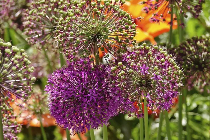 Gerahmter Druck : Alium, Mai, Deutschland Gerahmter Druck : Alium, Mai, Deutschland