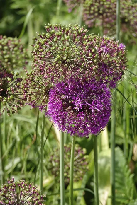 Gerahmter Druck : Alium, Mai, Deutschland Gerahmter Druck : Alium, Mai, Deutschland