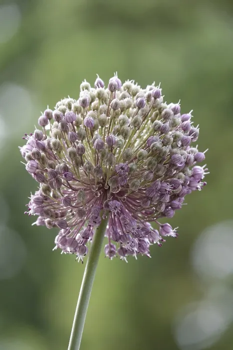 Gerahmter Druck : Alium, Sommer, Deutschland Gerahmter Druck : Alium, Sommer, Deutschland