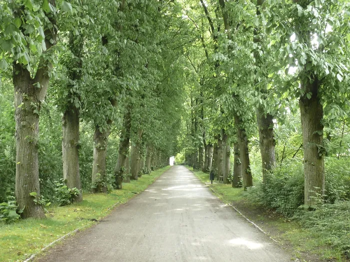 Gerahmter Druck : Allee in Emden Gerahmter Druck : Allee in Emden