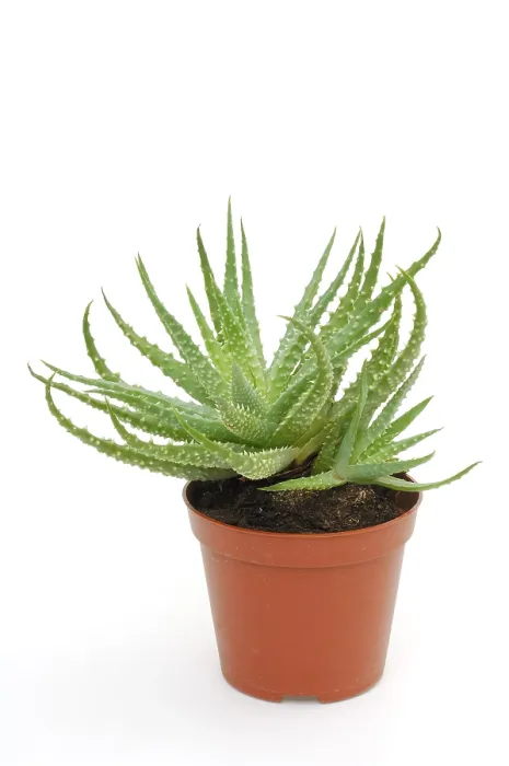 Gerahmter Druck : Aloe vera Pflanze Gerahmter Druck : Aloe vera Pflanze