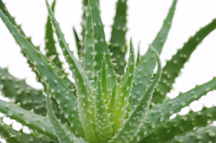Gerahmter Druck : Aloe vera Pflanze Gerahmter Druck : Aloe vera Pflanze