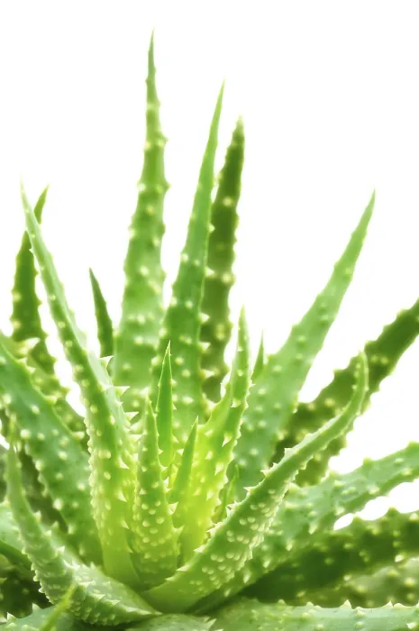 Gerahmter Druck : Aloe vera Gerahmter Druck : Aloe vera