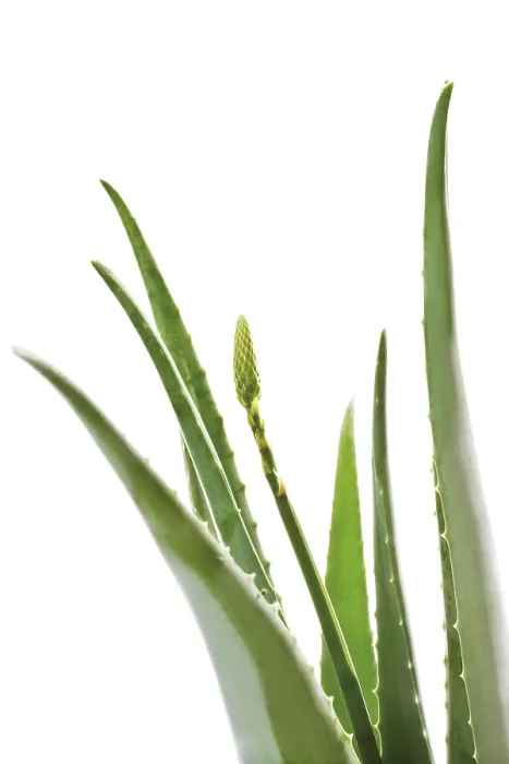 Gerahmter Druck : Aloe vera Gerahmter Druck : Aloe vera