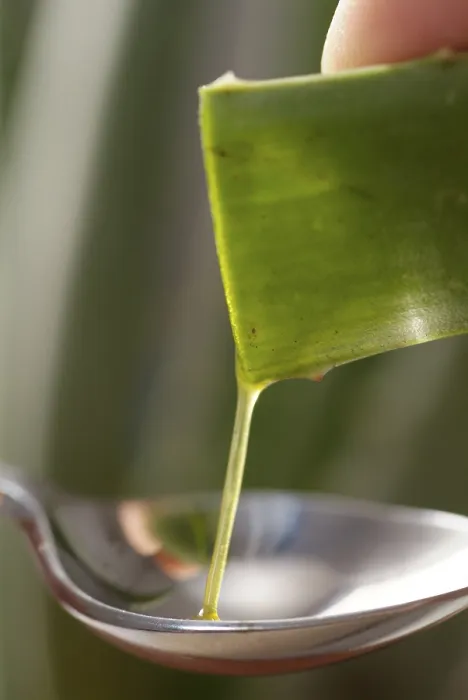 Gerahmter Druck : Aloe vera Gerahmter Druck : Aloe vera
