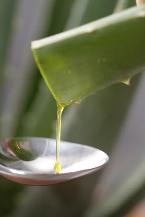 Gerahmter Druck : Aloe vera Gerahmter Druck : Aloe vera
