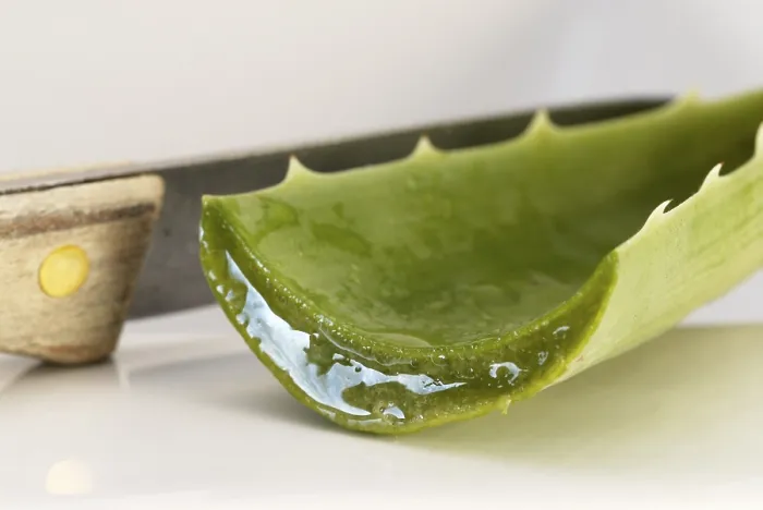 Gerahmter Druck : Aloe vera Gerahmter Druck : Aloe vera