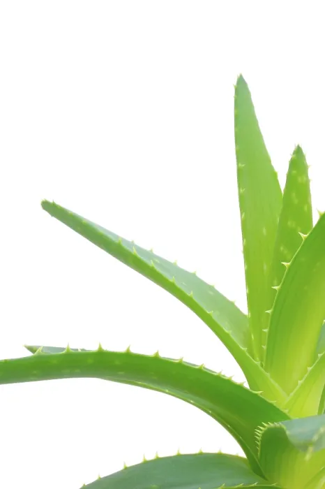 Gerahmter Druck : Aloe vera Gerahmter Druck : Aloe vera