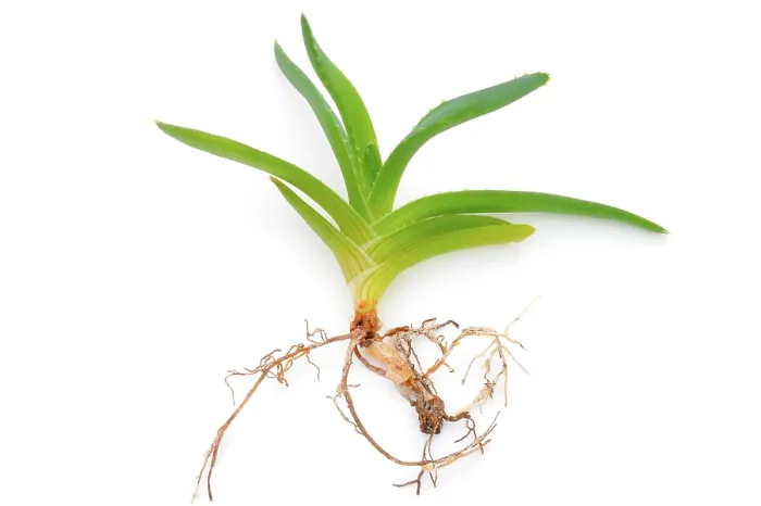 Gerahmter Druck : Aloe vera Gerahmter Druck : Aloe vera