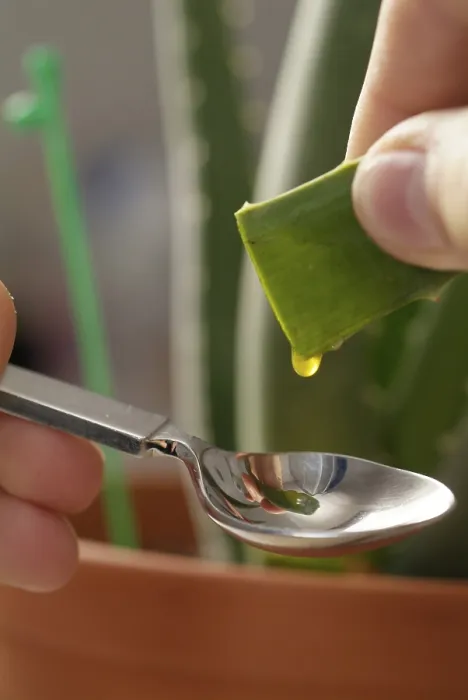 Gerahmter Druck : Aloe vera Gerahmter Druck : Aloe vera