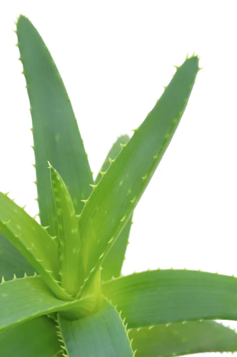 Gerahmter Druck : Aloe vera Gerahmter Druck : Aloe vera