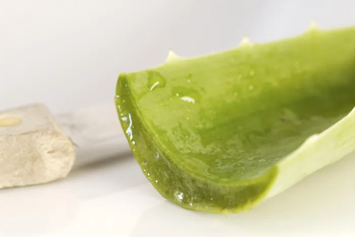 Gerahmter Druck : Aloe vera Gerahmter Druck : Aloe vera