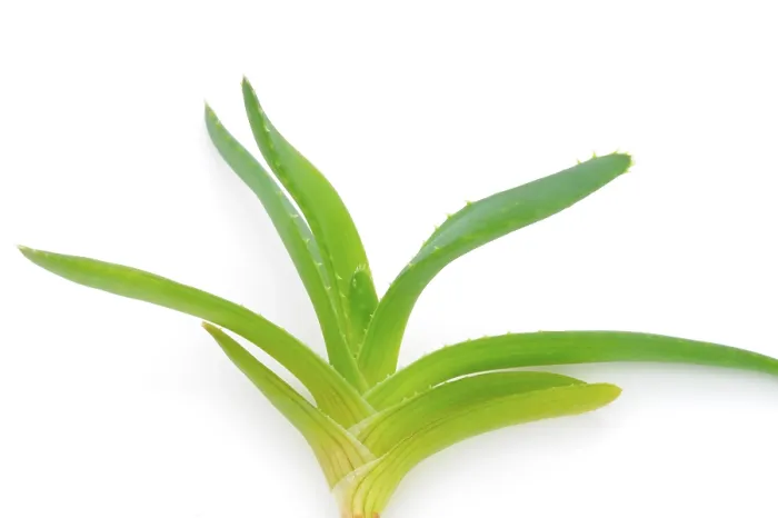 Gerahmter Druck : Aloe vera