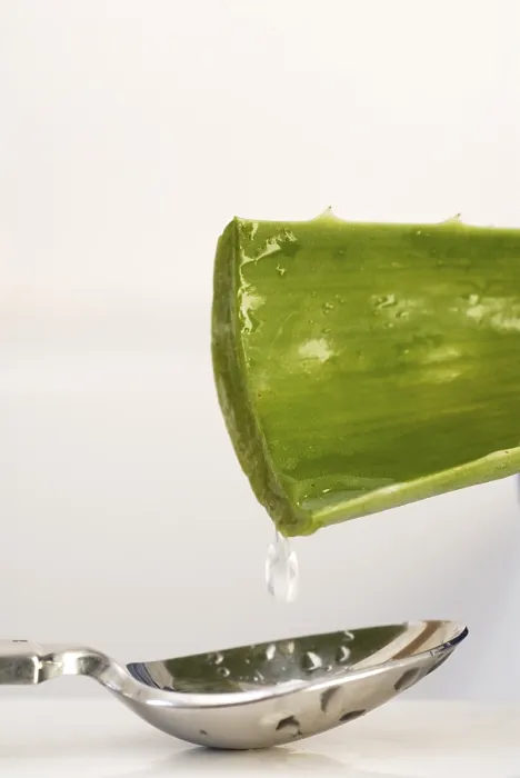 Gerahmter Druck : Aloe vera Gerahmter Druck : Aloe vera