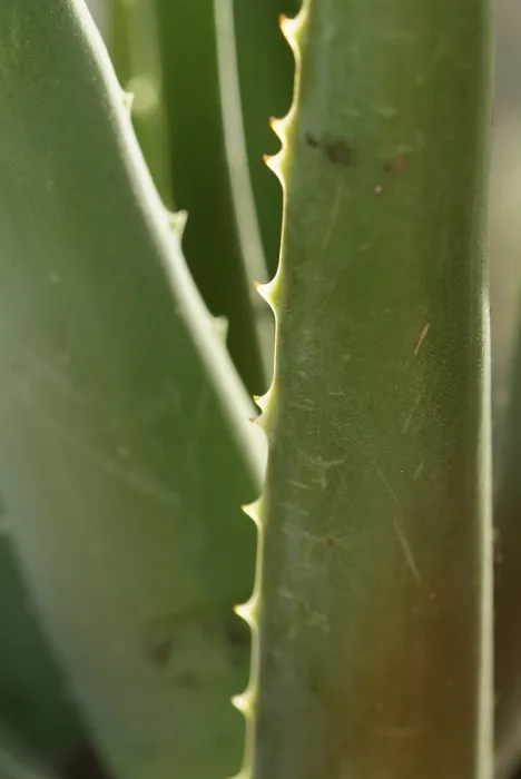 Gerahmter Druck : Aloe vera Gerahmter Druck : Aloe vera
