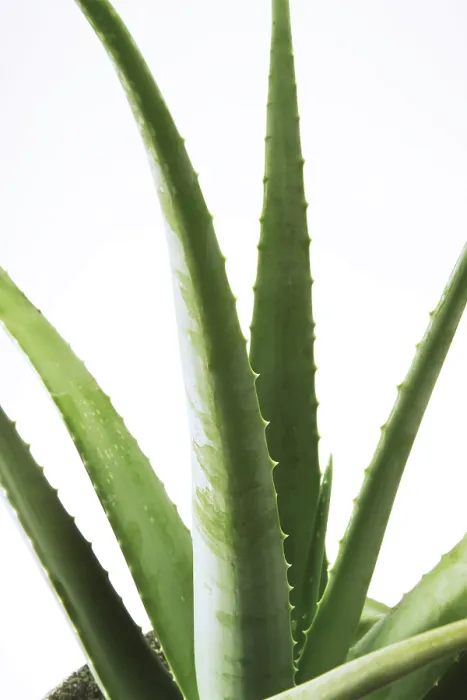 Gerahmter Druck : Aloe Vera Gerahmter Druck : Aloe Vera