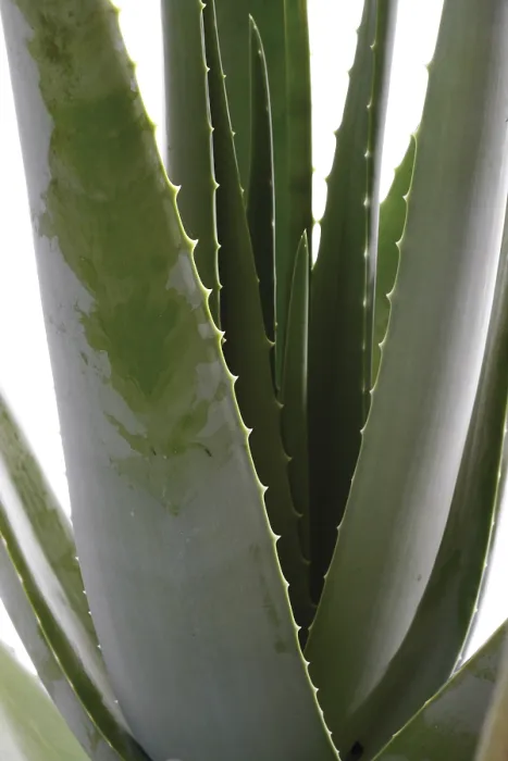 Gerahmter Druck : Aloe Vera Gerahmter Druck : Aloe Vera