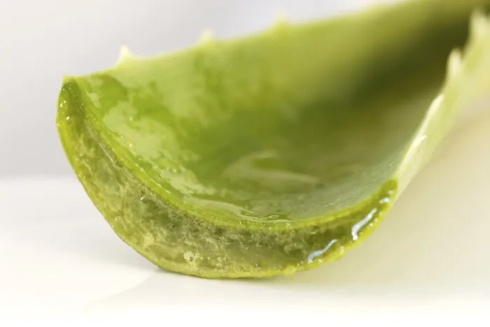 Gerahmter Druck : Aloe vera Gerahmter Druck : Aloe vera