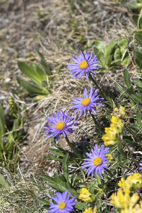 Gerahmter Druck : Alpen-Aster (Aster alpinus) Gerahmter Druck : Alpen-Aster (Aster alpinus)