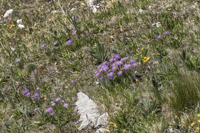 Gerahmter Druck : Alpen-Aster (Aster alpinus) Gerahmter Druck : Alpen-Aster (Aster alpinus)