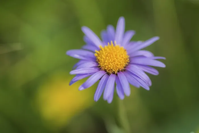 Gerahmter Druck : Alpen-Aster (Aster alpinus), Österreich. Gerahmter Druck : Alpen-Aster (Aster alpinus), Österreich.