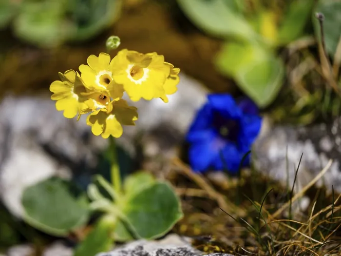 Gerahmter Druck : Alpine Aurikula (Primula auricula) Gerahmter Druck : Alpine Aurikula (Primula auricula)