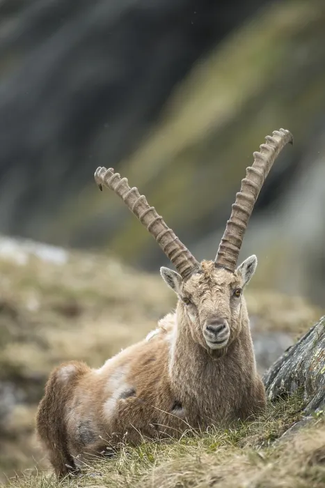 Gerahmter Druck : Alpiner Steinbock (Capra Ibex) liegt. Gerahmter Druck : Alpiner Steinbock (Capra Ibex) liegt.