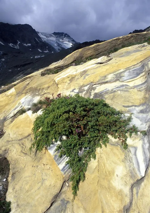 Gerahmter Druck : Alpen-Juniper (Juniperus communis var)