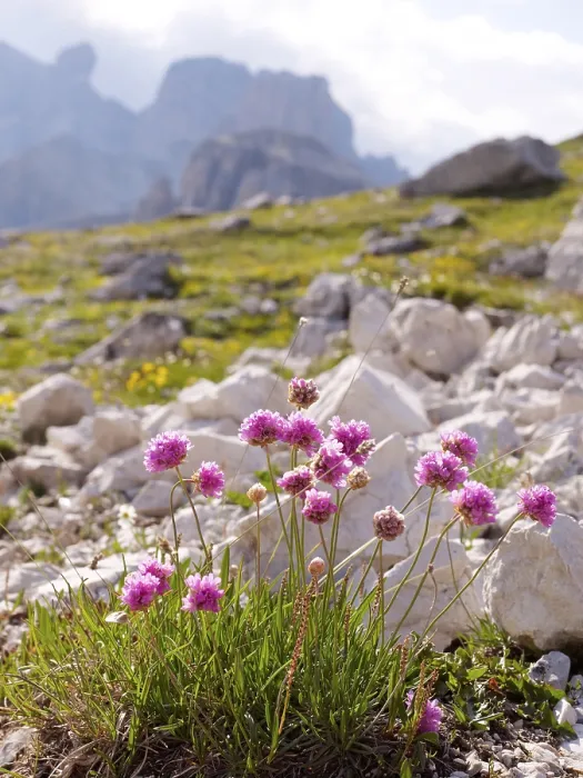 Gerahmter Druck : Alpen-Kleeblatt, Centaurea, Centaurie