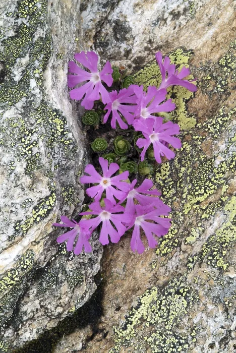 Gerahmter Druck : Kleinste - oder Alpen-Primel (Primula minima) Gerahmter Druck : Kleinste - oder Alpen-Primel (Primula minima)