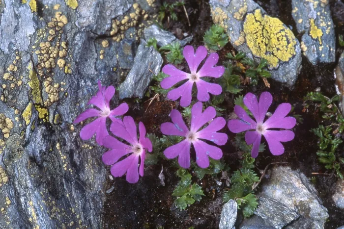 Gerahmter Druck : Kleinste - oder Alpen-Primel (Primula minima) Gerahmter Druck : Kleinste - oder Alpen-Primel (Primula minima)