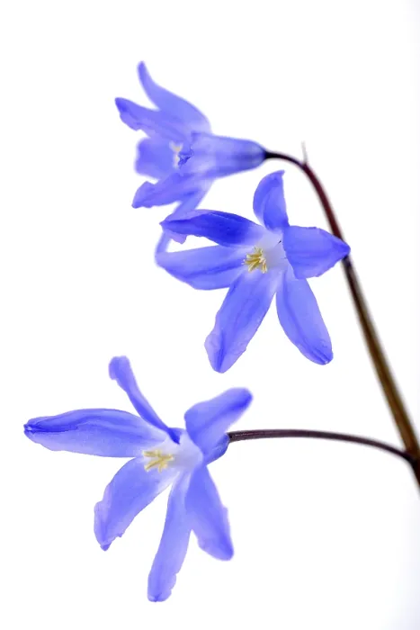 Gerahmter Druck : Alpen-Quecksilberblume (Scilla bifolia) Gerahmter Druck : Alpen-Quecksilberblume (Scilla bifolia)