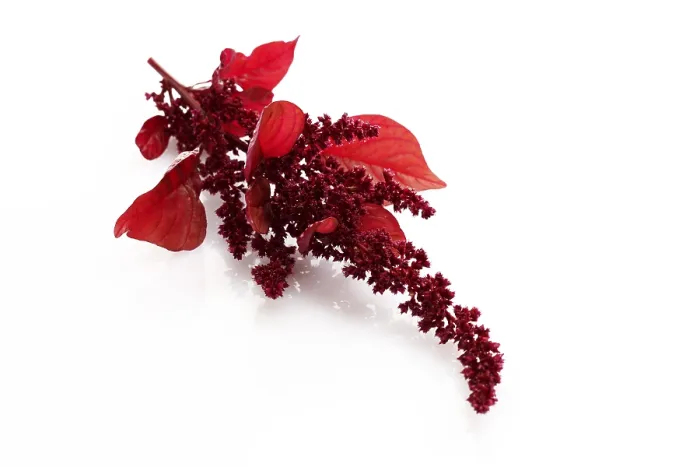 Gerahmter Druck : Amaranth (Amaranthus) Gerahmter Druck : Amaranth (Amaranthus)