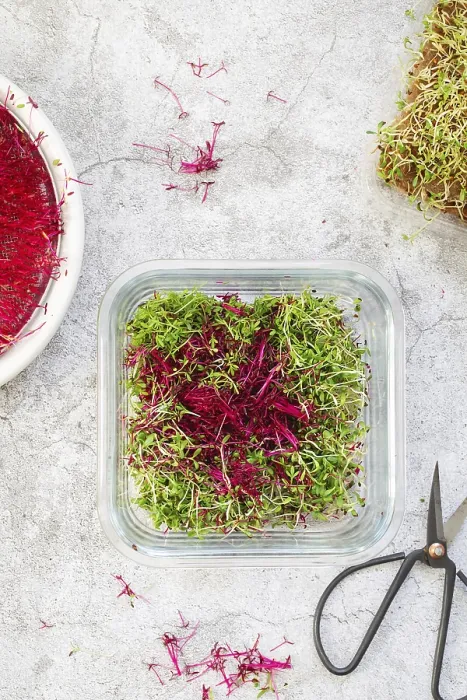 Gerahmter Druck : Amaranth-Microgrüner. Keimende Microgrüner. Gerahmter Druck : Amaranth-Microgrüner. Keimende Microgrüner.