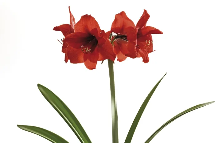 Gerahmter Druck : Amaryllis Gerahmter Druck : Amaryllis