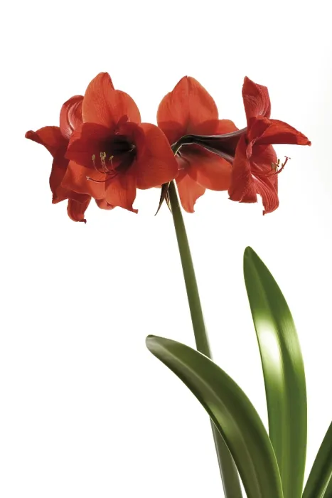 Gerahmter Druck : Amaryllis Gerahmter Druck : Amaryllis