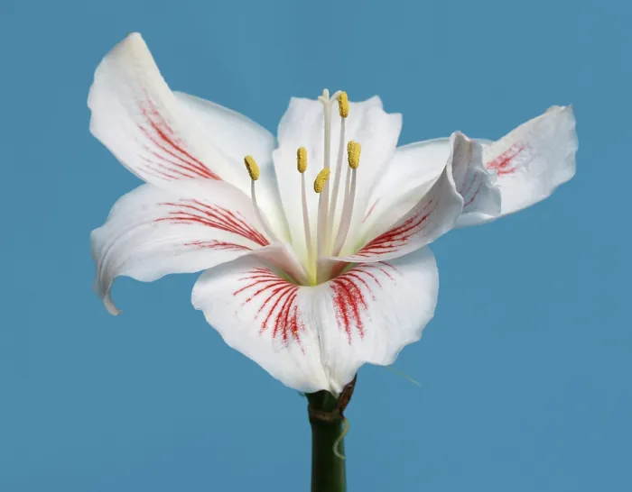 Gerahmter Druck : Amaryllis Gerahmter Druck : Amaryllis