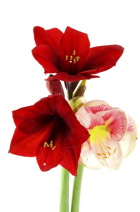 Gerahmter Druck : Amaryllis in rot und rosa. Gerahmter Druck : Amaryllis in rot und rosa.