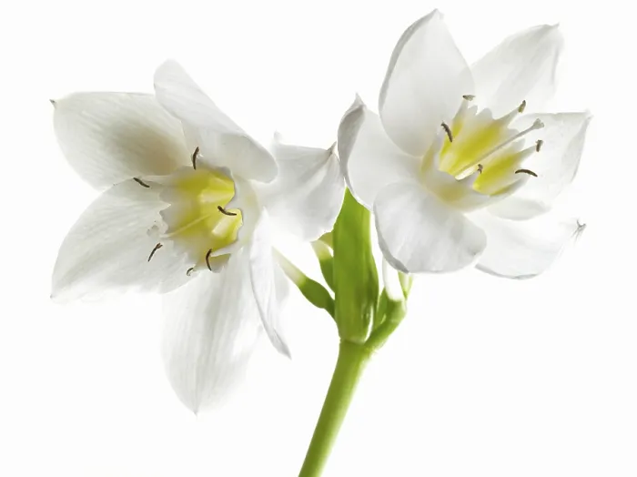 Gerahmter Druck : Amazonenlilie (Eucharis grandiflora) Gerahmter Druck : Amazonenlilie (Eucharis grandiflora)