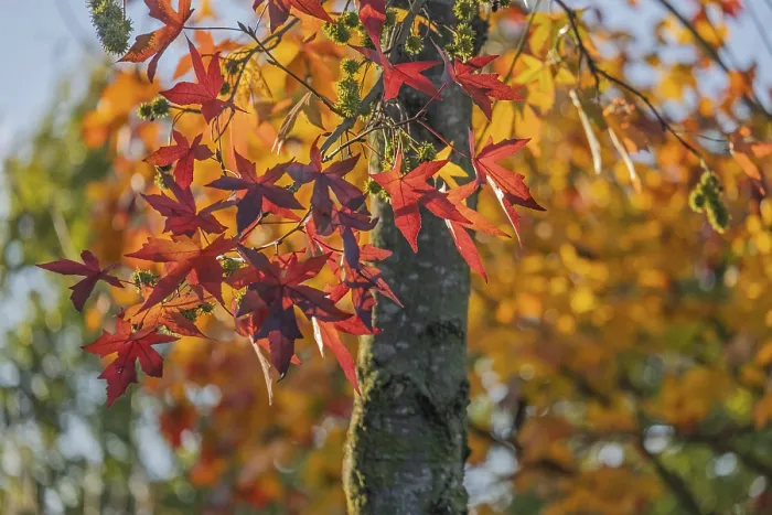 Gerahmter Druck : Liquidambar styraciflua Gerahmter Druck : Liquidambar styraciflua
