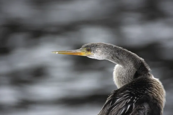 Gerahmter Druck : Amerikanischer Darter (Anhinga anhinga) Gerahmter Druck : Amerikanischer Darter (Anhinga anhinga)